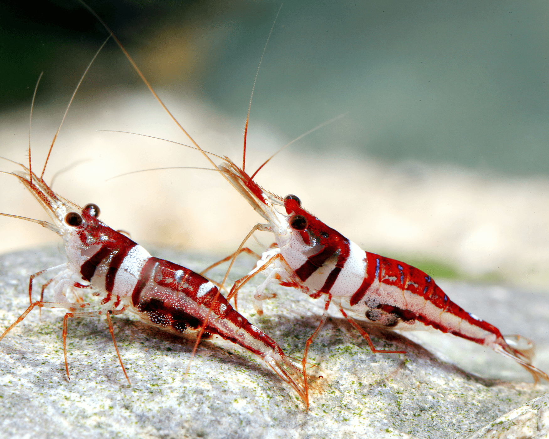Caridina woltereckae: The Sulawesi Towuti Beauty
